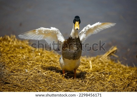 A male duck stretching and flying wings after swimming in the water Royalty-Free Stock Photo #2298456171