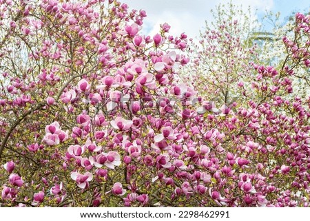 Magnolia bloom. Blooming pink magnolia flowers on the branches. Magnolia trees in the spring botanical garden. Beautiful flowers close-up. Selective focus. Nature abstract background