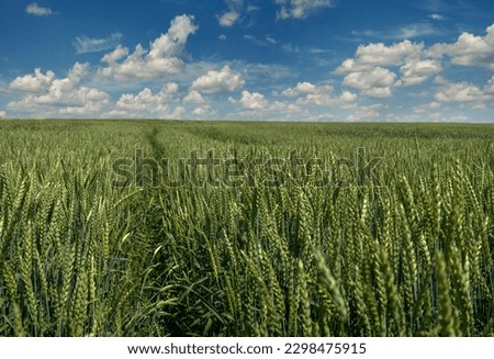 field of wheat, green ear at blue sky with clouds, sunny day