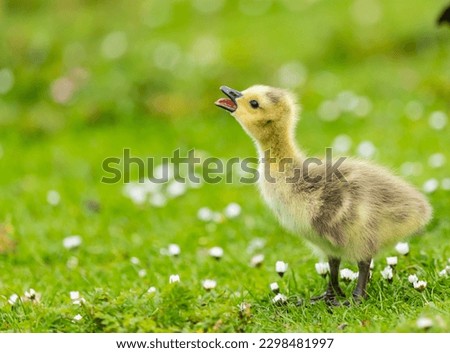 Canada Goose gosling  -  Leicester - UK Royalty-Free Stock Photo #2298481997