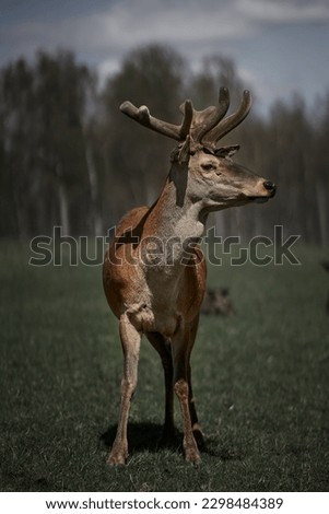  a deer with antlers standing in a field with trees in the backgrouf of the picture and grass in the foreground. . 