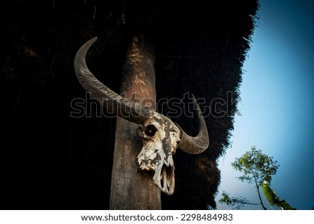 A Mithun Skull hanging from the kitchen of a Naga Village Hut. Royalty-Free Stock Photo #2298484983