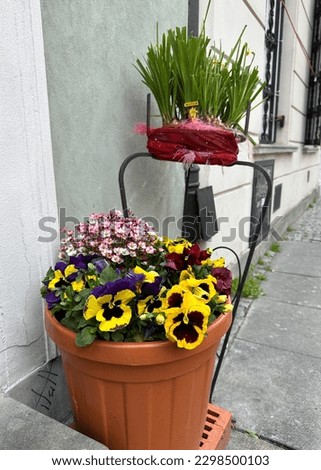 Pansy flowers in a flowerpot. Spring decoration of city streets and cafes