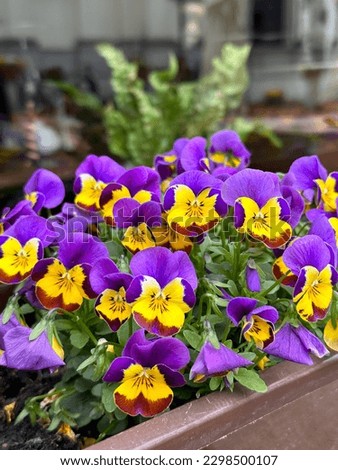 Pansy flowers in a flowerpot. Spring decoration of city streets and cafes