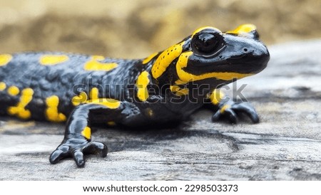 Fire salamander with black skin and colorful spots