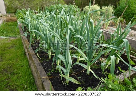 Cultivation of elephant garlic in the organic family garden. crop development, garlic flower