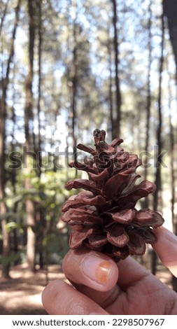 Dry pinecones on a blurred background