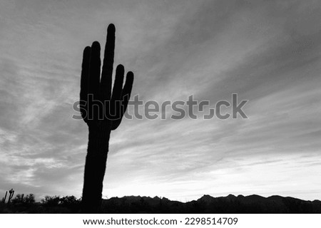 A cactus at sunset in the Sonoran Desert near Phoenix, Arizona.