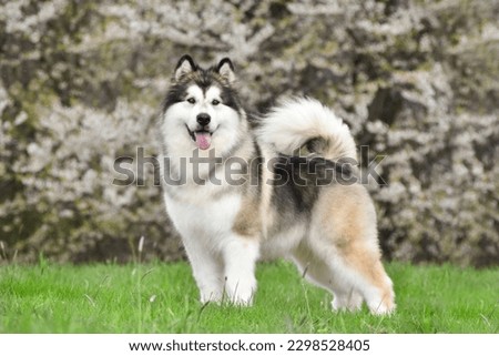 Alaskan Malamute stands on green grass against the background of a flowering tree Royalty-Free Stock Photo #2298528405