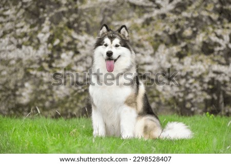 Alaskan Malamute dog sits on green grass against the background of a flowering tree Royalty-Free Stock Photo #2298528407