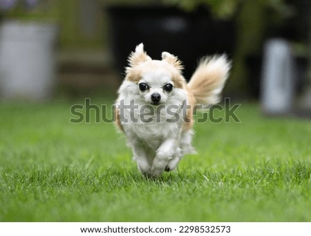 Very cute Long Haired Chihuahua playing in the Garden