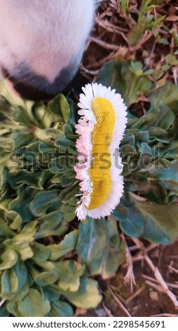 Close up of the mutation of a daisy Royalty-Free Stock Photo #2298545691
