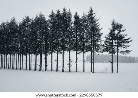 Snowy roads with pine trees, covered with snow in white and gloomy during winter