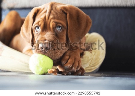 Portrait of a red puppy and a light green ball. A puppy with a tennis ball in his teeth lies and looks into the camera. Dogue de Bordeaux puppy lies and looks at the camera holding a ball in his teeth Royalty-Free Stock Photo #2298555741