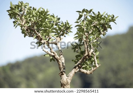 close-up of bonsai olive tree with sky and nature in background. selective focus. copy space. background
