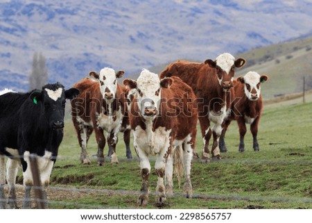 livestock in rural farm southland new zealand