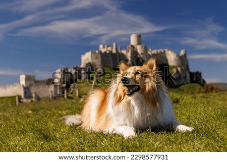 Shetland sheepdog lies on the grass near the old stone medieval castle. Happy sheltie