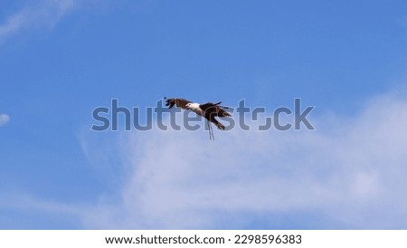 eagle flying in the bright blue sky