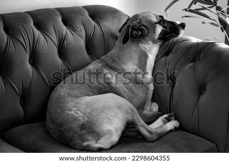 Rio grande,Brazil,April-2023: a dog relaxing on the sofa.