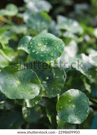 Close up water drop on leaves, asiatic pennywort, indian pennywort, green leaf background, Royalty-Free Stock Photo #2298609903