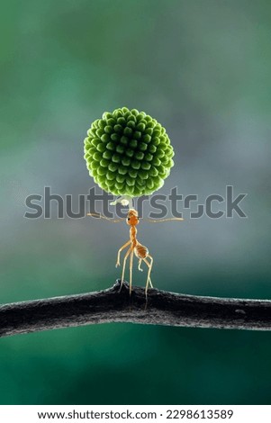 The power of weaver ant,Oecophylla lift Leucaena glauca flower Royalty-Free Stock Photo #2298613589