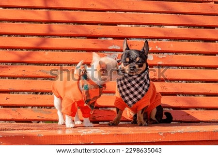 Two Chihuahua dogs on an orange wooden bench. Chihuahua dog in clothes and chihuahua puppy in clothes