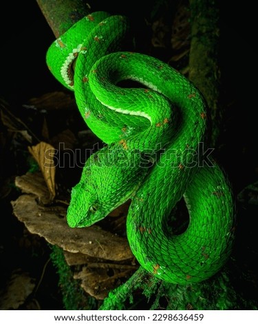 Snakes are elongated, limbless, carnivorous reptiles of the suborder Serpentes.Like all other squamates, snakes are ectothermic, amniote vertebrates covered in overlapping scales. Royalty-Free Stock Photo #2298636459