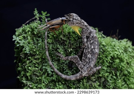 A flying dragon is eating a cricket on a rock overgrown with moss. This reptile has the scientific name Draco volans. Selective focus with black background.