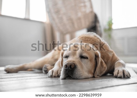 Labrador retriever dog lies on the floor at home. Scaleup portrait of cute doggy Royalty-Free Stock Photo #2298639959
