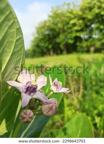 Landscape photo with several kinds of flowers