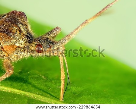 Bedbug eats juice of plant leave. Close up. Macro