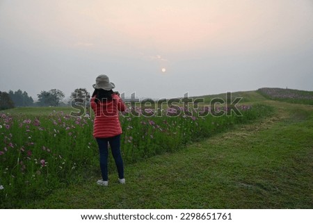 A female tourist is using a digital camera to take picture of field cosmos flowers in full bloom in the morning as the sun rises. Woman wearing red down jacket and yellow hat. Concept of relaxation
