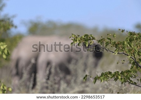 close up of a twig with elephant in the blurry background