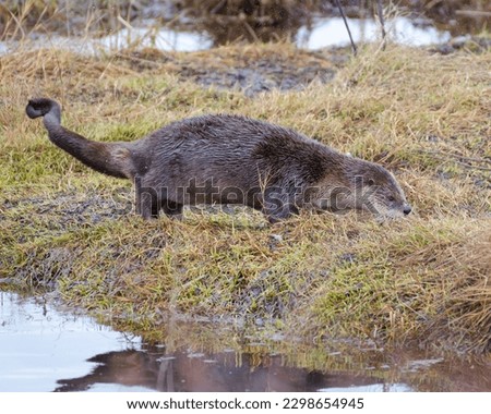River otter looking for a mate