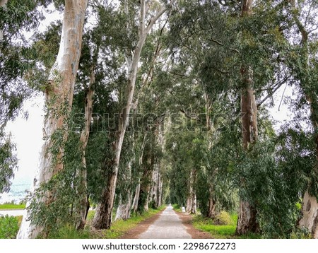 Lovers' road in Marmaris district of Turkey,  beautiful long trees in old forest road. long shadows, peaceful background. Marmaris, Lovers road in Turkey. Eucalyptus trees road trip concept. Royalty-Free Stock Photo #2298672273
