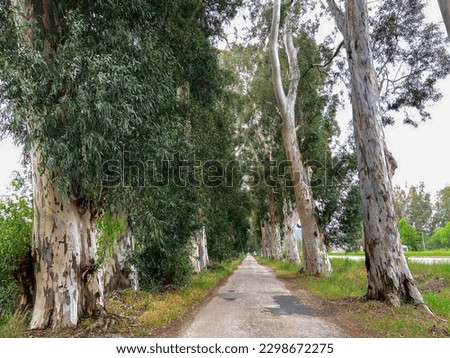 Lovers' road in Marmaris district of Turkey,  beautiful long trees in old forest road. long shadows, peaceful background. Marmaris, Lovers road in Turkey. Eucalyptus trees road trip concept. Royalty-Free Stock Photo #2298672275