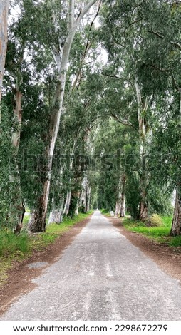 Lovers' road in Marmaris district of Turkey,  beautiful long trees in old forest road. long shadows, peaceful background. Marmaris, Lovers road in Turkey. Eucalyptus trees road trip concept. Royalty-Free Stock Photo #2298672279