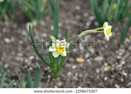 Daffodil Minnow flowers - Latin name - Narcissus Minnow Royalty-Free Stock Photo #2298675307