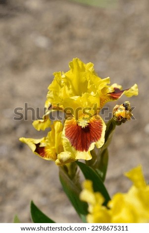Standard Dwarf Bearded Iris Ultimate flower - Latin name - Iris Ultimate