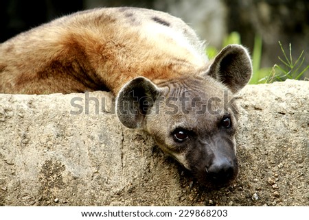Hyenas in safari zoo, Thailand
