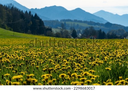 beautiful sunflower field in spring