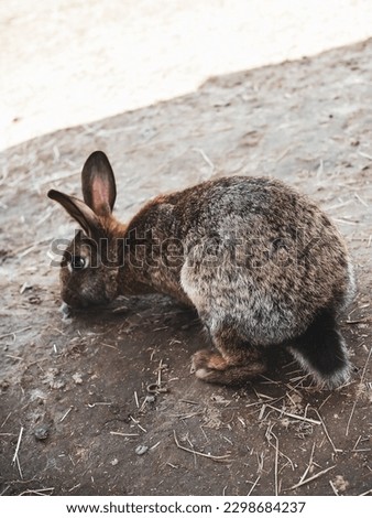 Spring in nature. Latvian Zoo. Brown-gray rabbit sleeps, jumps and walks. Animal close-up.
