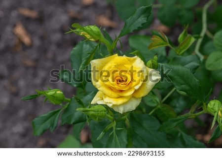 Blooming yellow rose flower macro photography on a sunny summer day. Garden rose with yellow petals close-up photo in the summertime. Yellow rosa floral background.