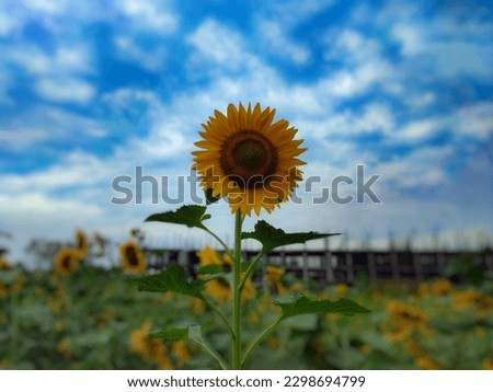 This is a Sunflower picture. 