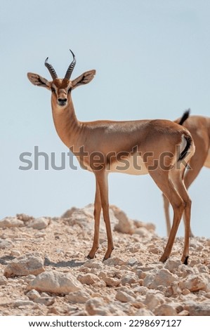 Dorcas gazelle (Gazella dorcas) in the desert and over mountains and rocks 
 Royalty-Free Stock Photo #2298697127