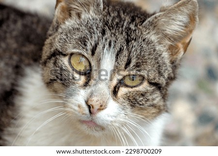 A gray-white cat sits curiously and stares at the camera.  Blur background. Close-up photography.