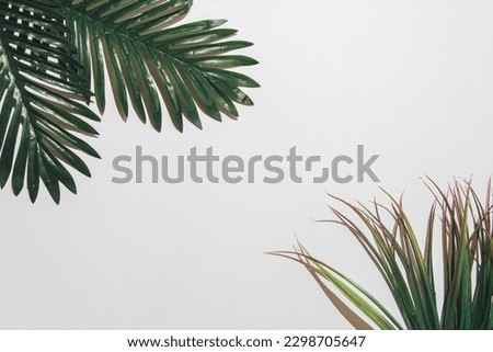Palm leaves on white background, sharp light, free space left, summer concept.