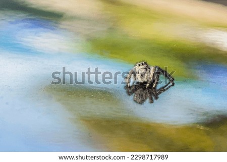 A small spider in a sea of green, yellow and blue colors.