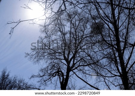 Branches of deciduous trees in the park in spring sunny weather, different types of trees in a mixed park in spring