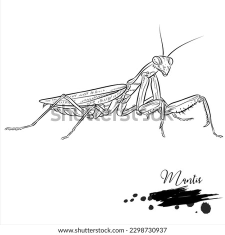 Mantis, realistic insect animal sketch, vector illustration